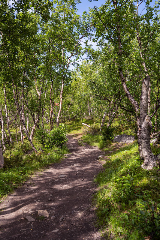 Björkar Abisko poster